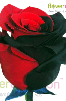 Black & Red Tinted Rose