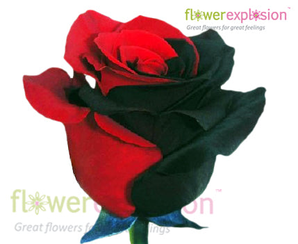 Black & Red Tinted Rose