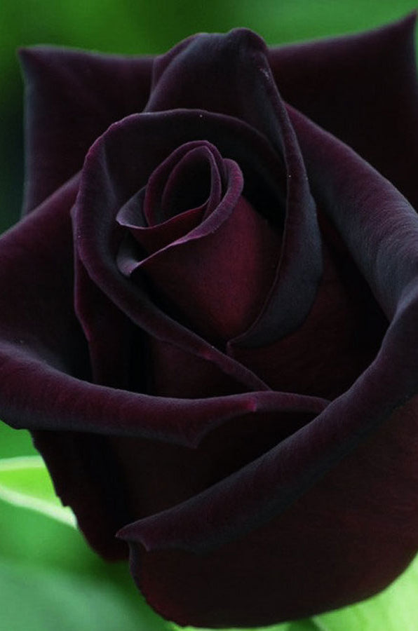 black roses