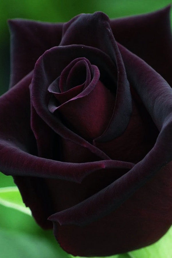 black roses