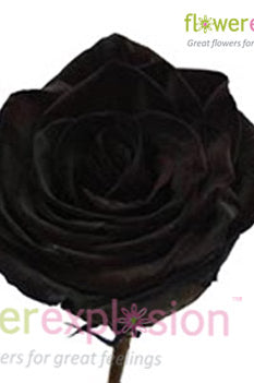 Tinted Black Rose Head