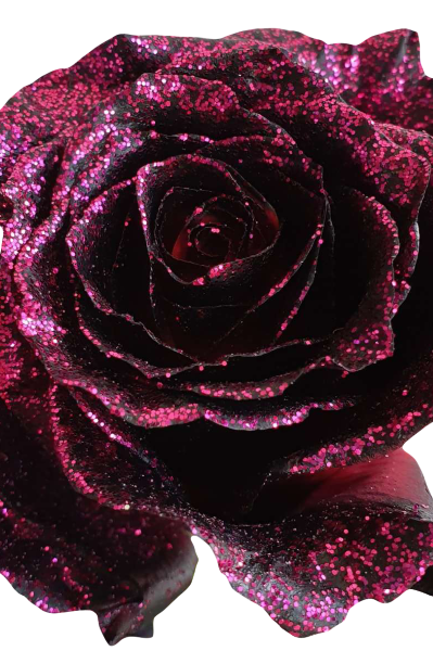 Queen of The Night Rose