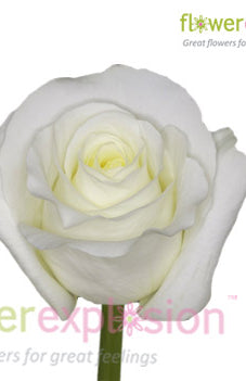 Blizzard White Rose