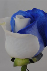 Blue and White Blue Devil Roses