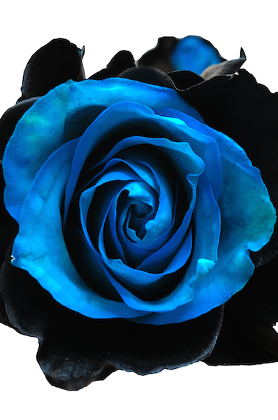 onyx airbrushed rose