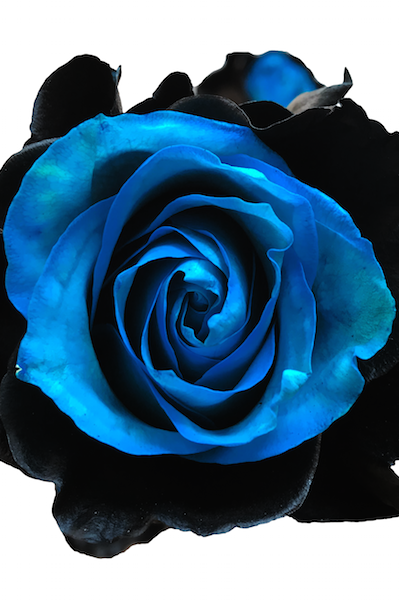 onyx airbrushed rose