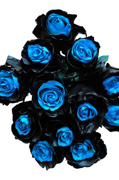blue and black roses
