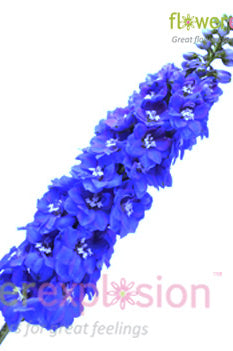 Blue Delphinium
