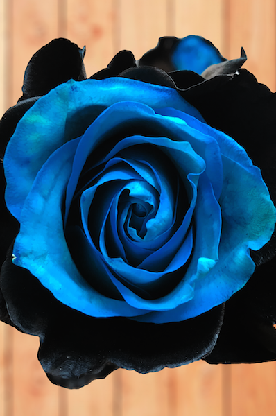black and blue rose