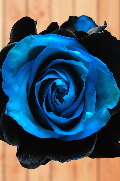 black and blue rose