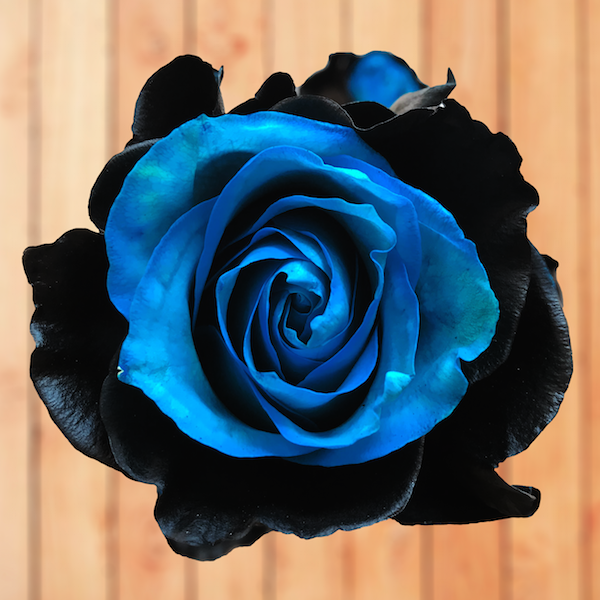 black and blue rose