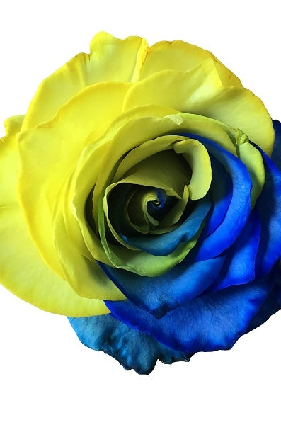 bicolor yellow and blue rose