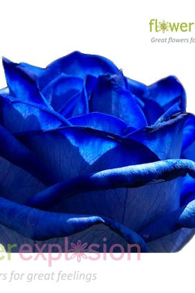 Blue Tinted Roses