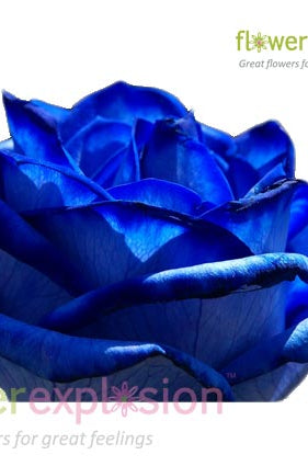 Blue Tinted Roses