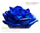 Blue Tinted Roses