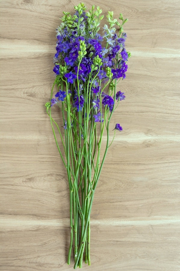 Blue Delphinium