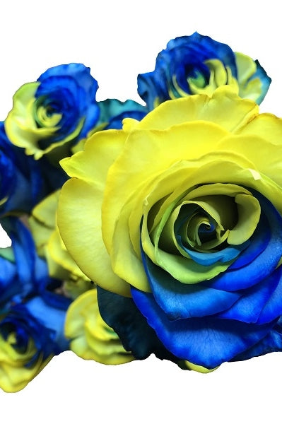 yellow and blue tinted rose