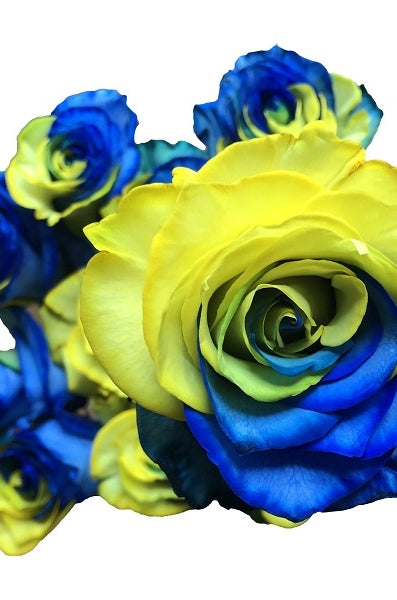 yellow and blue tinted rose