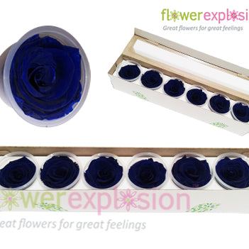 Blue Preserved Rose