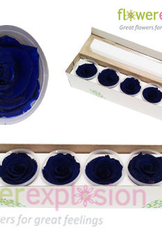 Blue Preserved Rose