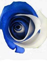 Blue and White Blue Devil Roses