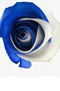 Blue and White Blue Devil Roses