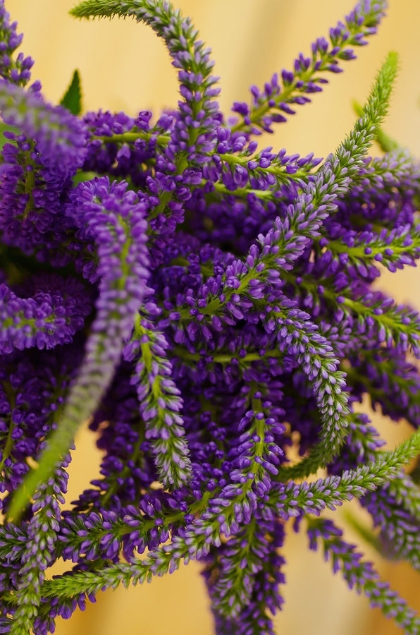 Blue Veronicas