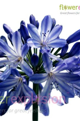 Blue Agapanthus