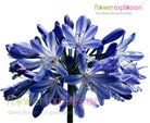 Blue Agapanthus