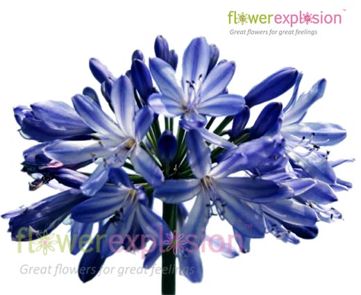 Blue Agapanthus