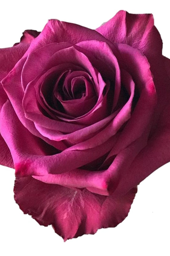 Blue Berry Rose