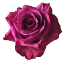 Blue Berry Rose
