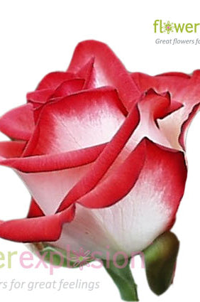 Blush Pink & White Rose