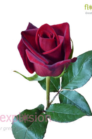 Black Magic Red Rose