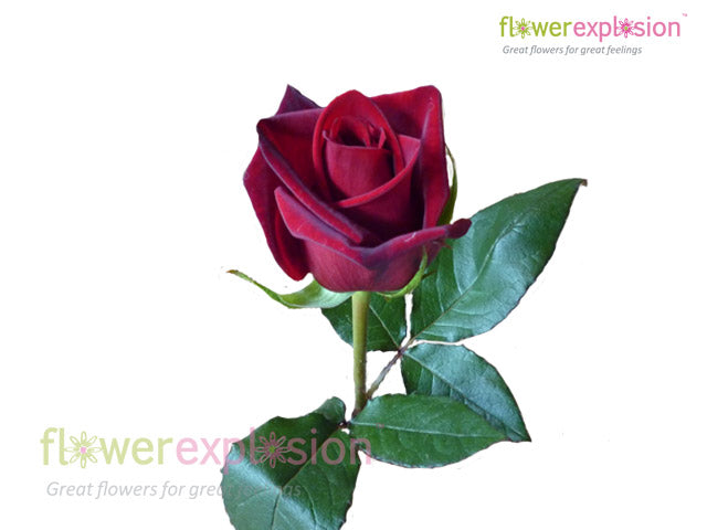 Black Magic Red Rose