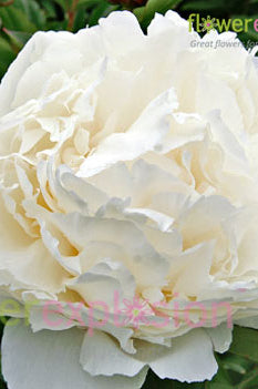 White Peonies May-June