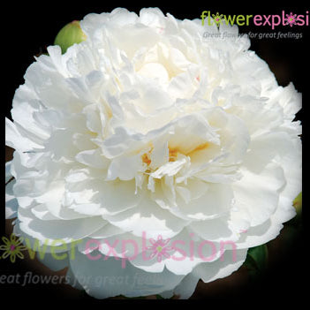 Bowl of Cream Peony