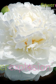 Bowl of Cream Peony