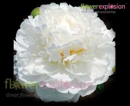 Bowl of Cream Peony
