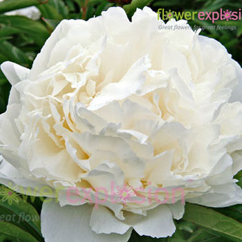 White Peonies