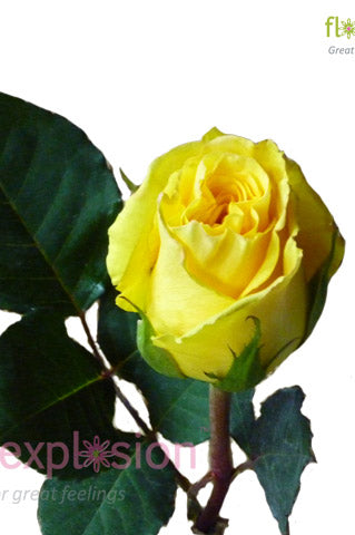 Brasil Yellow Rose