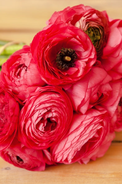Bright Pink Ranunculus