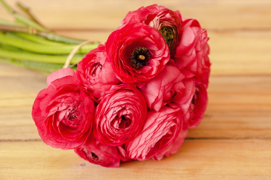 Bright Pink Ranunculus