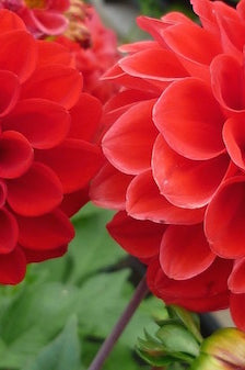 Bright Red Dahlia Flowers