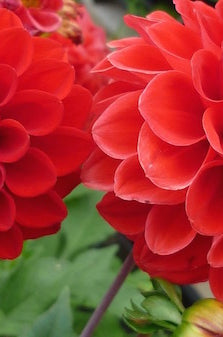 Bright Red Dahlia Flowers