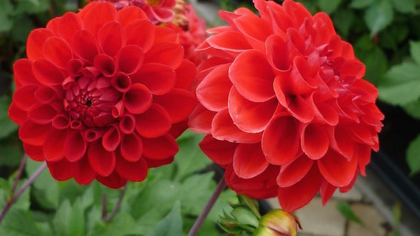Bright Red Dahlia Flowers