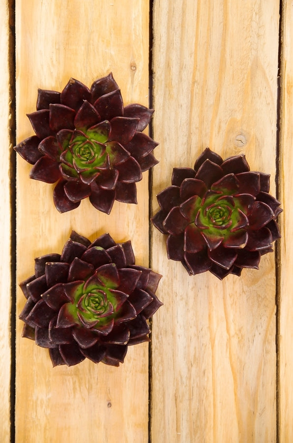 Brown Succulents