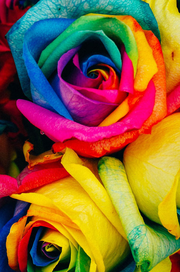 wholesale rainbow roses
