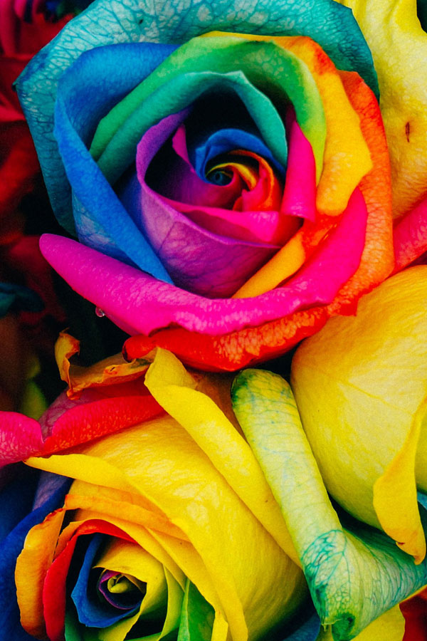 wholesale rainbow roses
