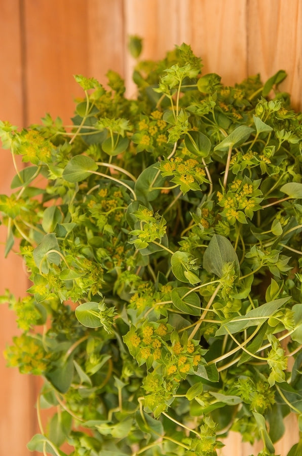Bupleurum Greenery Filler